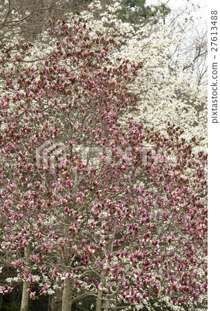 One piece of flowers Kiren Shi 27613488