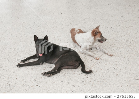 dog relax on the terrazzo floor 27613653