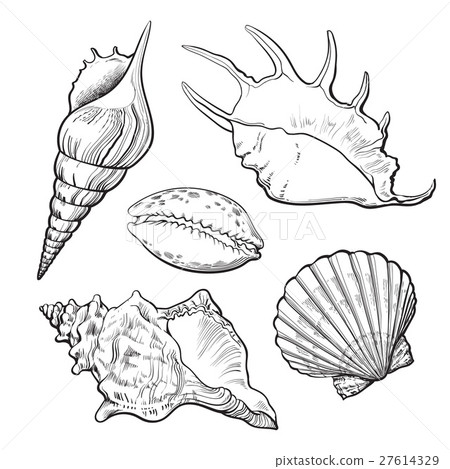 插图素材: set of various beautiful mollusk sea shells 查看全部