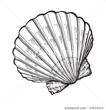 saltwater scallop sea shell, isolated sketch style saltwater scallop sea shell, isolated sketch style 27614333