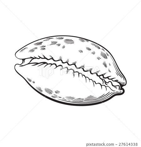 cowrie or cowry sea shell, sketch style vector 27614338