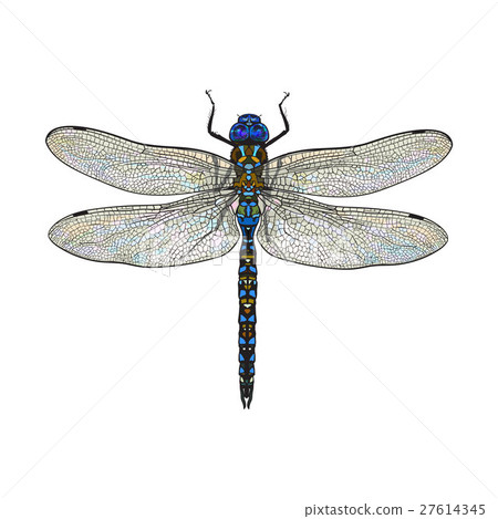 Top view of dragonfly with transparent wings Top view of dragonfly with transparent wings 27614345