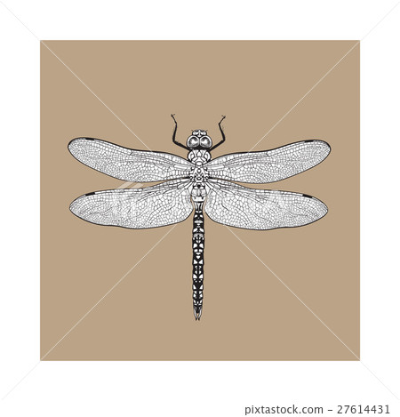 Top view of dragonfly with transparent wings 27614431
