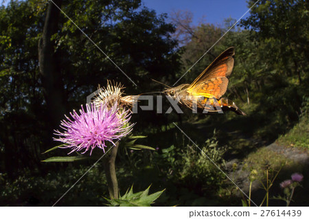 Hoshi hojaku Hoshi hojaku 27614439