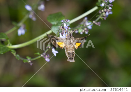 星姬（Hoshihime Hojak） 27614441