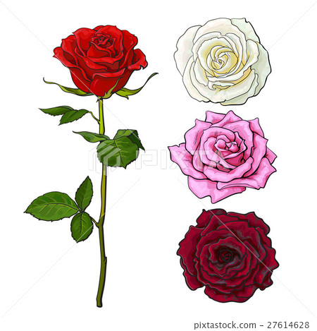 Set of pink, white, red rose, top and side view 27614628