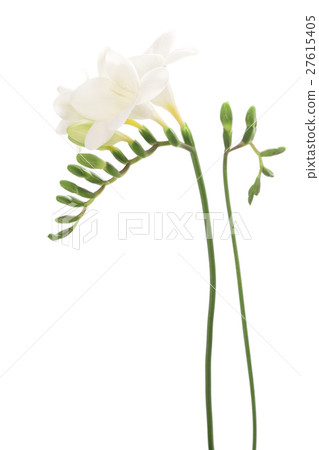White freesia 27615405