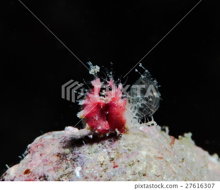 Orizuri shrimp Orizuri shrimp 27616307