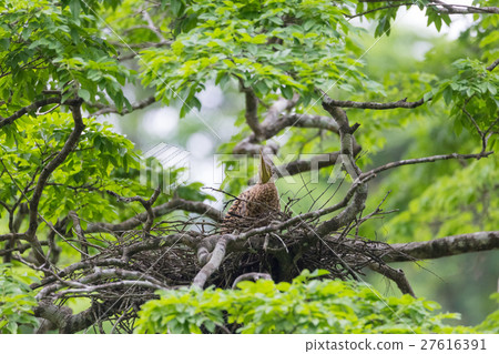 Young tiger heron in treetop nest 27616391