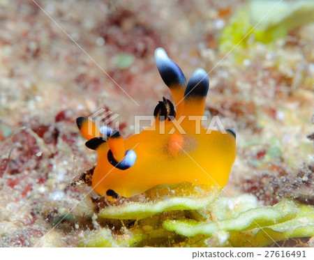 Udafuritsuzaya Umizushi 27616491