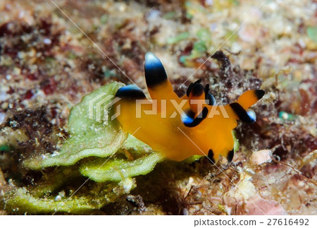 Udafuritsuzaya Umizushi 27616492