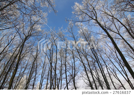 Frosty tree branches 27616837