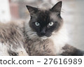 Snow shoes,ragdoll,siamese cat 27616989
