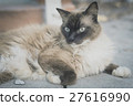 Snow shoes,ragdoll,siamese cat 27616990