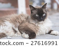 Snow shoes,ragdoll,siamese cat 27616991