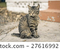 Tabby cat sitting on the cement street. 27616992