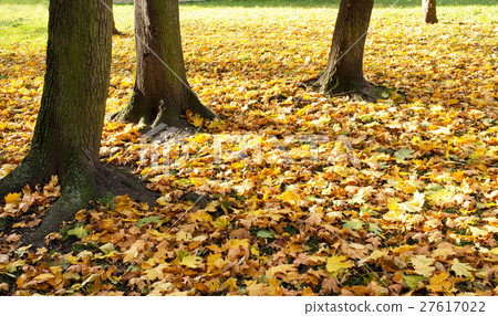 Autumn park with a shadow of trees 27617022