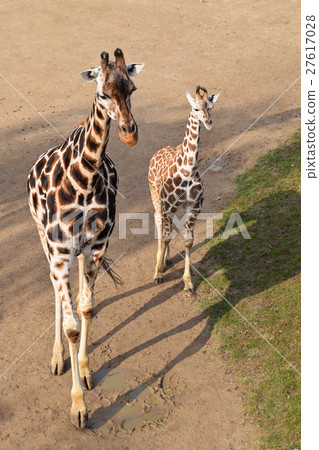 Two Giraffes in Prague Zoo Two Giraffes in Prague Zoo 27617028