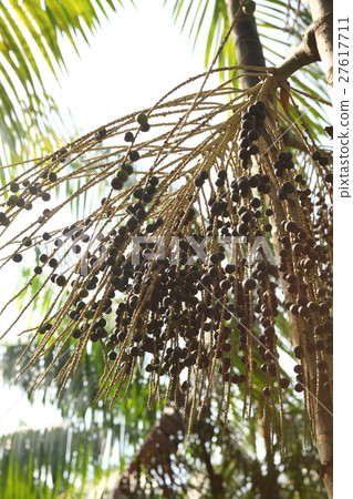 Acai in Brazil. Acai in Brazil 27617711