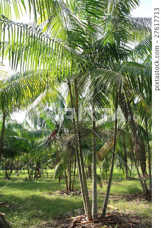 Acai in Brazil. Acai in Brazil Acai in Brazil. Acai in Brazil 27617713