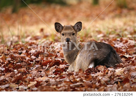 Little red deer Cervus nippon 27618204