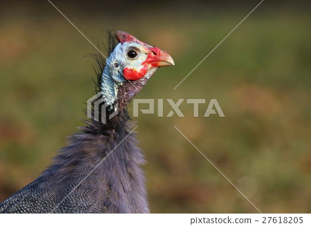 Numida meleagris portrait 27618205