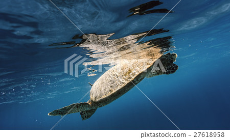 Sea turtle underwater 27618958