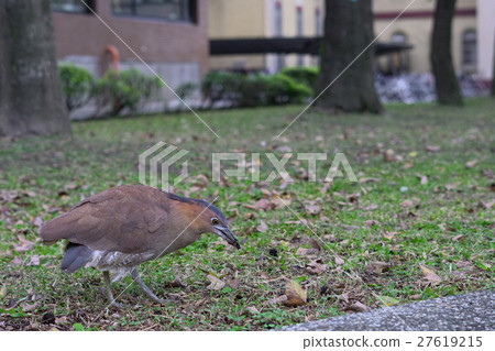 黑鸛麻鷺 27619215