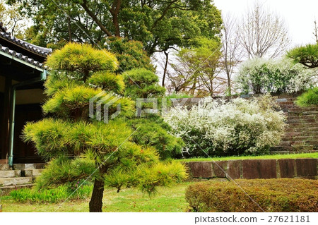 東京觀光指南故宮信息·Yukiyanagi鮮花盛開在皇宮大沙丘和幼松樹旁邊·水平位置 27621181