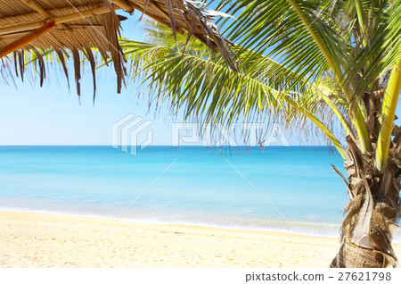 bamboo and palm bamboo and palm 27621798