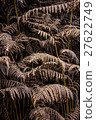 Dry leaves of the fern 27622749