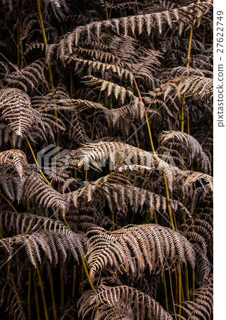 Dry leaves of the fern 27622749