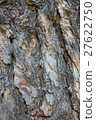Abstract Background texture of tree Bark  27622750