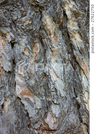Abstract Background texture of tree Bark Abstract Background texture of tree Bark 27622750