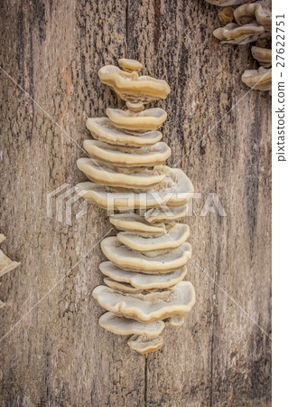 Closeup view of mushrooms stuck onto the side of a Closeup view of mushrooms stuck onto the side of a 27622751