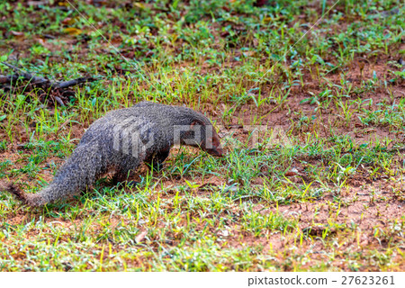 Wild ruddy mongoose 27623261