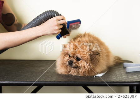 Drying dog in the grooming salon 27623397