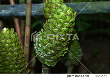 Costus Megalobractea Costus Megalobractea 27623444