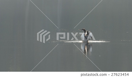 Common Loon - Gavia Immer - in winter colors. Common Loon - Gavia Immer - in winter colors. 27623454