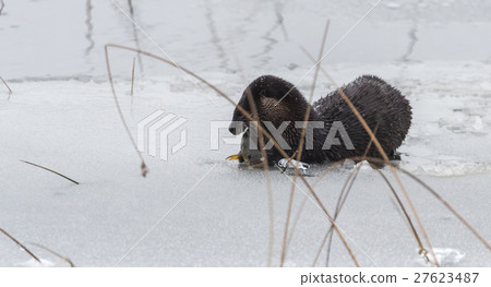 North American river otters (Lontra canadensis). North American river otters (Lontra canadensis). 27623487