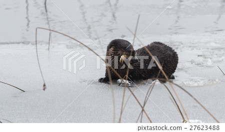 North American river otters (Lontra canadensis). 27623488