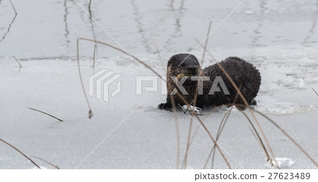 North American river otters (Lontra canadensis). North American river otters (Lontra canadensis). 27623489