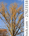 Autumn leaves of big poplar 27623538