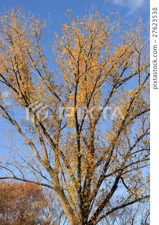 Autumn leaves of big poplar Autumn leaves of big poplar 27623538