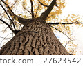 A big poplar tree that I looked up with yellow leaves 27623542