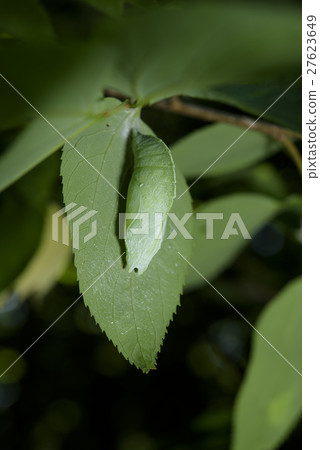 Pupa of Omurasaki Pupa of Omurasaki 27623649