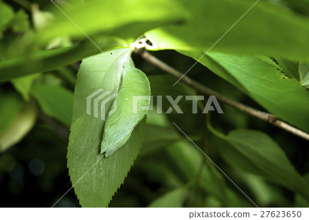 Pupa of Omurasaki 27623650