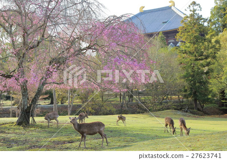 Todaiji Auditorium廢墟的鹿和櫻桃櫻桃樹 27623741