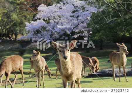 春天奈良公園鹿和櫻桃樹 春天奈良公園鹿和櫻桃樹 27623742
