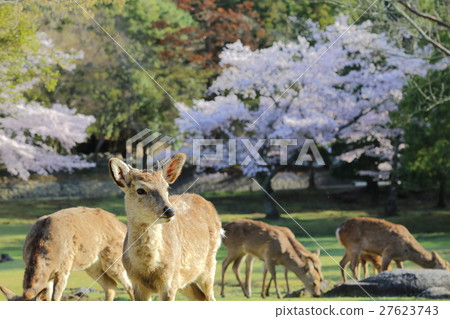 春天奈良公園鹿和櫻桃樹 春天奈良公園鹿和櫻桃樹 27623743